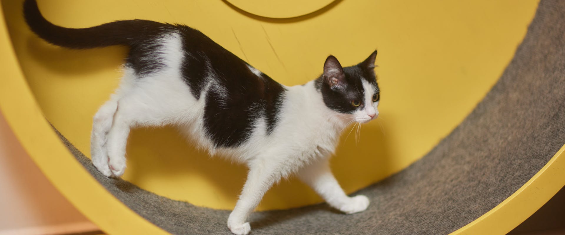 Run Kitty Run The Best Cat Exercise Wheels to Buy in 2023